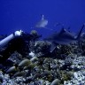 Дайвинг. Самые необычные места для погружения под воду.