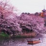 Событийный туризм: любование сакурой в Японии.