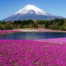 Главный символ Японии - гора Фудзияма.