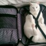 Кот в мешке: брать пушистого питомца в поездку или нет?