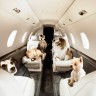 Собака в самолете: с чего начать путешествие?